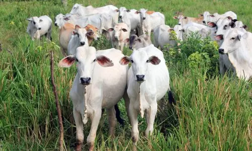 Odisha: कामधेनु योजना से राज्य में पशुपालन और दूध उत्पादन को बढ़ावा Odisha: कामधेनु योजना से राज्य में पशुपालन और दूध उत्पादन को बढ़ावा