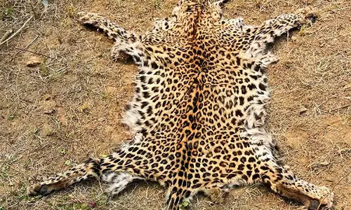 Odisha: तेंदुए की खाल के अवैध कब्जे के आरोप में एक व्यक्ति गिरफ्तार