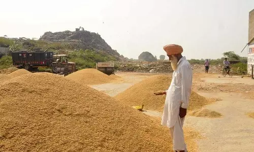 Amritsar: जिला अनाज मंडियों में आज से धान की खरीद शुरू