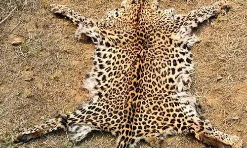 Odisha में तेंदुए की खाल के अवैध कब्जे के लिए तस्कर गिरफ्तार