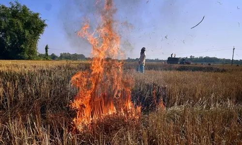 केंद्र की वायु गुणवत्ता पैनल ने पराली जलाने पर निगरानी के लिए Haryana, पंजाब में उड़न दस्ते तैनात किए