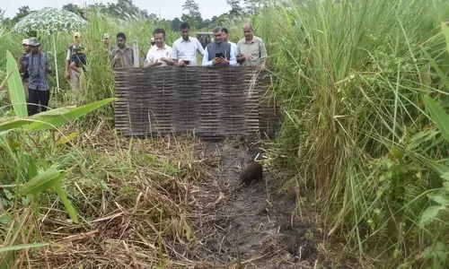 Assam के मानस राष्ट्रीय उद्यान में 9 पिग्मी हॉग छोड़े गए