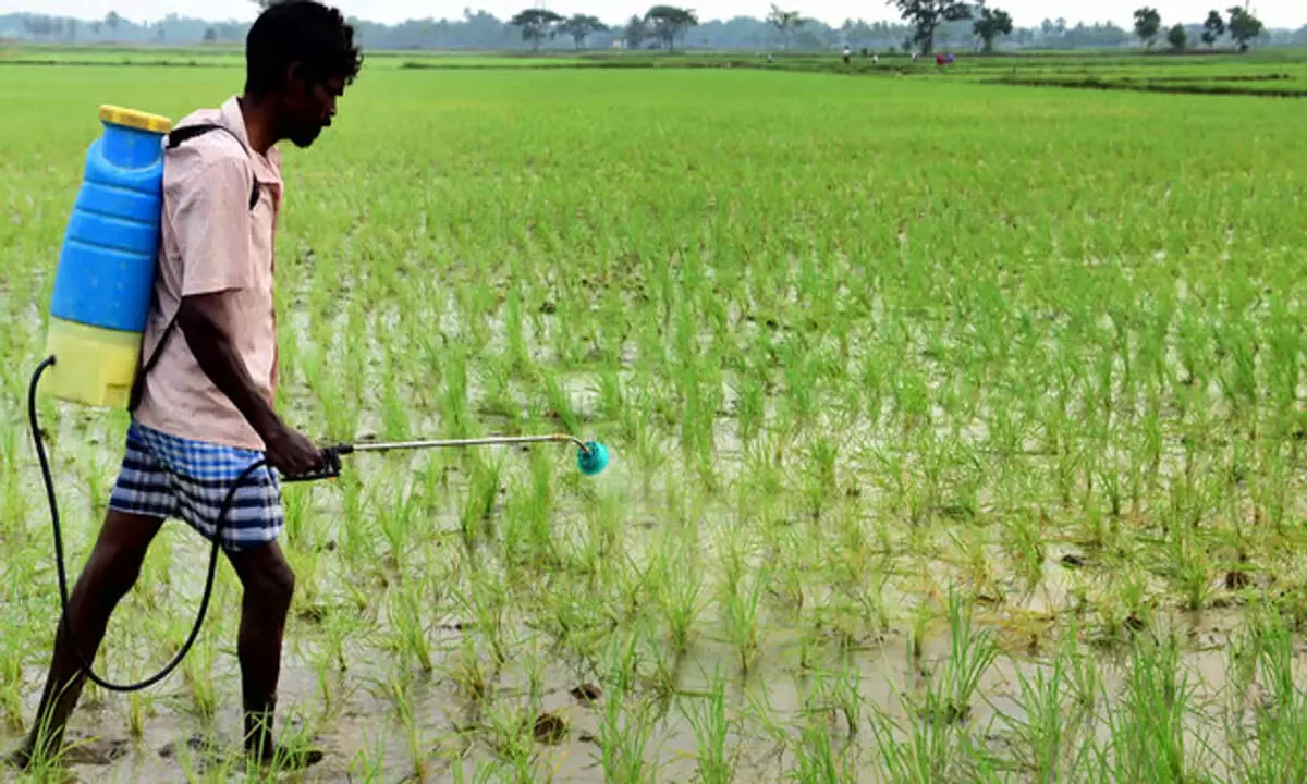 Tamil:कल्लनई में जल मोड़ प्रणाली से सांबा की खेती प्रभावित