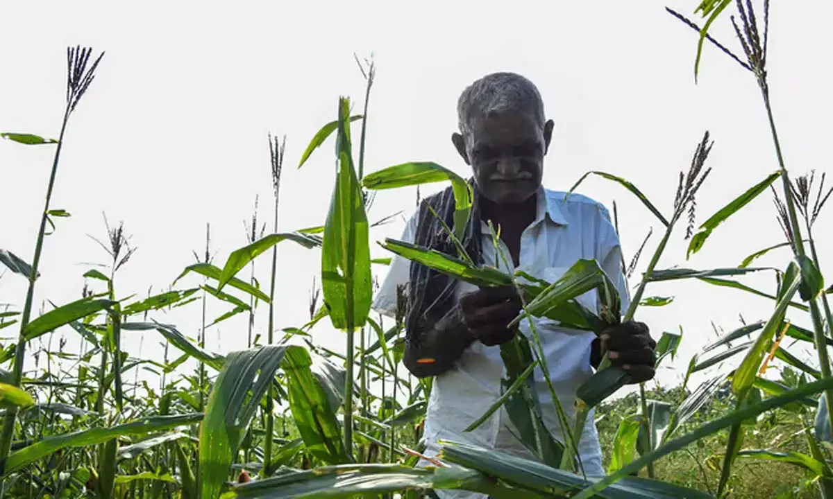 Tamil: बारिश की उम्मीद से तिरुचि में बाजरा और दाल की खेती का रकबा बढ़ा