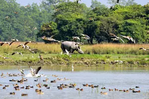 वन्यजीव सप्ताह: महात्मा गांधी के करुणा के संदेश से जुड़ा प्रकृति की रक्षा का संकल्प