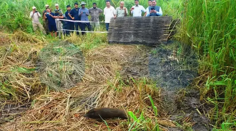 Assam : संरक्षण प्रयास के तहत मानस राष्ट्रीय उद्यान में नौ लुप्तप्राय पिग्मी हॉग छोड़े गए