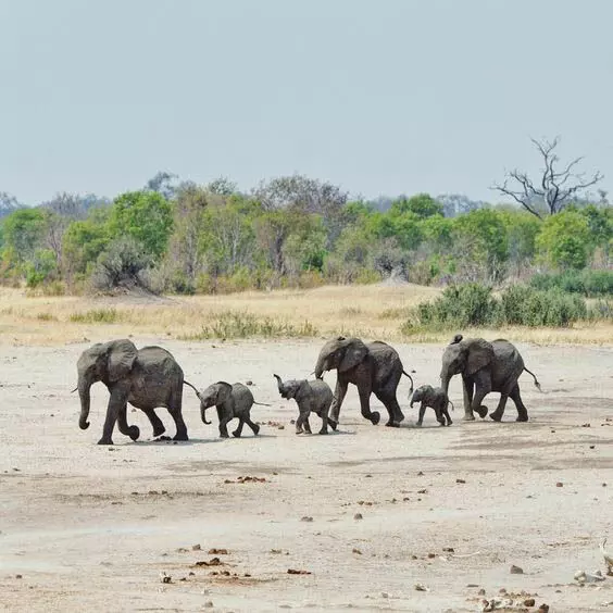 South Africa: वन्यजीव संस्था ने हाथियों को मारने की योजना को खारिज