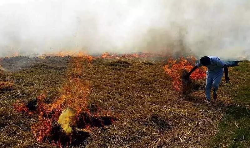 Punjab: उम्मीदवारों ने खेतों में आग लगने की घटनाओं में किसानों को बचाने की शपथ ली