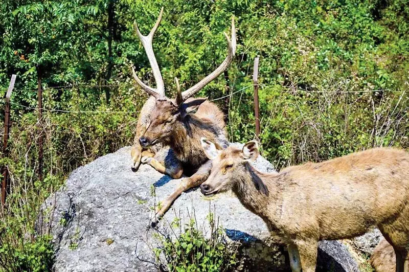 Himachal: जंगली जानवरों को गोद लेने कोई नहीं आ रहा