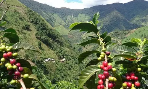 Nagaland: 10,200 हेक्टेयर भूमि पर कॉफी की खेती