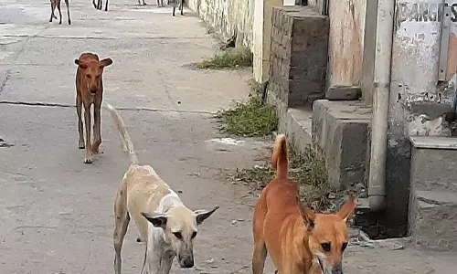 Haryana : हमारे पाठक क्या कहते हैं पानीपत में आवारा कुत्तों का आतंक