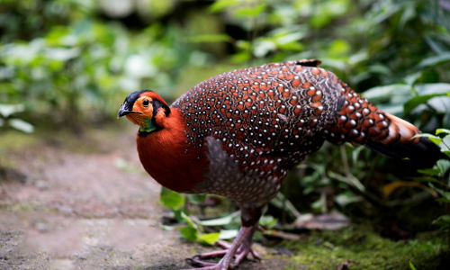 Wildlife Week 2024: मंत्री ने संरक्षण के लिए सामूहिक प्रयास का आग्रह