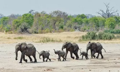 South Africa: वन्यजीव संस्था ने हाथियों को मारने की योजना को खारिज