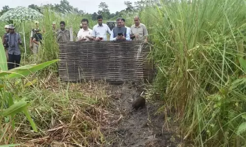 Assam : बंदी नस्ल के 9 पिग्मी सूअरों को मानस राष्ट्रीय उद्यान में छोड़ा गया