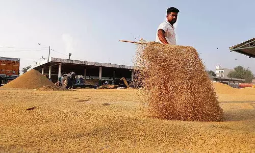 Jalandhar: पहले दिन जिला मंडियों में धान की आवक कम रही