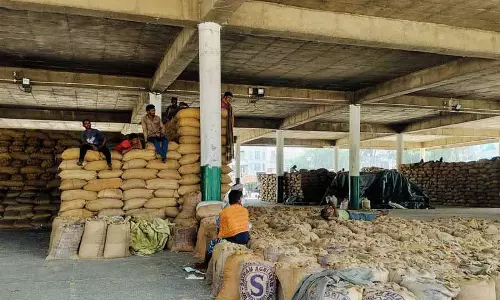 खरीद के पहले दिन Jalandhar की मंडियों में धान की आवक कम रही