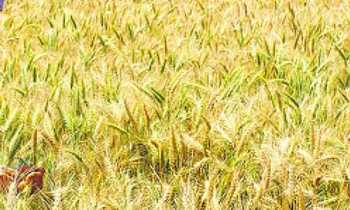 Ludhiana: रबी फसलों की खेती के तरीकों का प्रशिक्षण