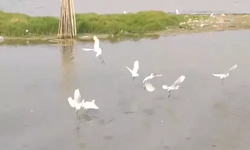 Chilika में प्रवासी पक्षियों का आना शुरू, डीएफओ ने कहा- शिकार के प्रति शून्य सहिष्णुता Chilika में प्रवासी पक्षियों का आना शुरू, डीएफओ ने कहा- शिकार के प्रति शून्य सहिष्णुता