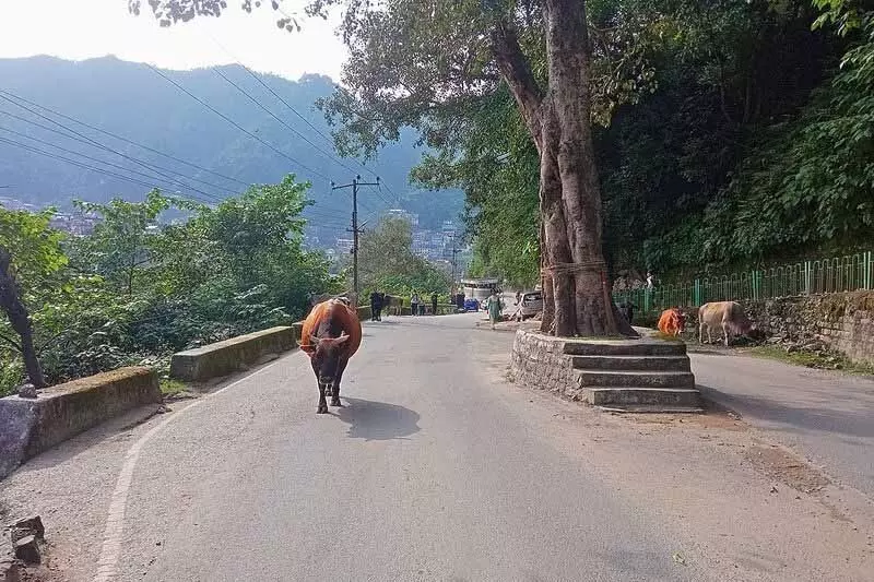 Mandi-Pathankot राजमार्ग पर आवारा पशु