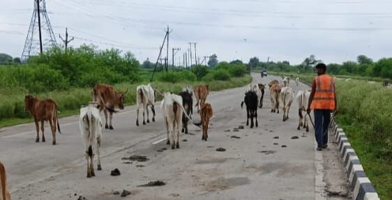 नेशनल हाईवे Jaipur जबलपुर से गौवंश को हटाकर गौशालाओं में सुरक्षित भेजा जा रहा