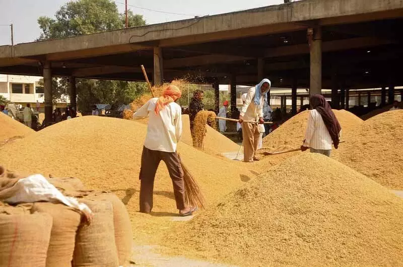 Amritsar: जिले की मंडियों में 4,000 मीट्रिक टन फसल पहुंची