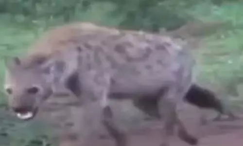 लकड़बग्घा दिखा रिहायशी इलाके में, हाई अलर्ट लकड़बग्घा दिखा रिहायशी इलाके में, हाई अलर्ट