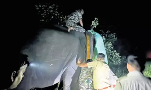 Odisha वन विभाग ने समस्याग्रस्त हाथियों को रेडियो कॉलर पहनाया Odisha वन विभाग ने समस्याग्रस्त हाथियों को रेडियो कॉलर पहनाया