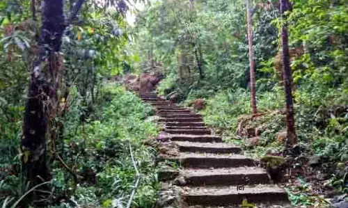 Meghalaya : रूट ब्रिज के बाद अब एक लिविंग सीढ़ी भी