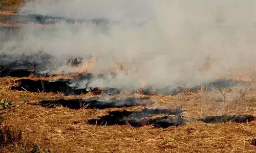 Punjab: पराली जलाने के 16 नए मामले सामने आए Punjab: पराली जलाने के 16 नए मामले सामने आए