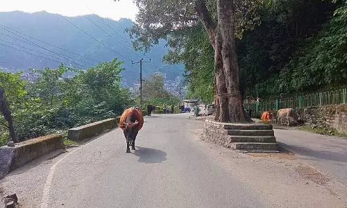 Mandi-Pathankot राजमार्ग पर आवारा पशु