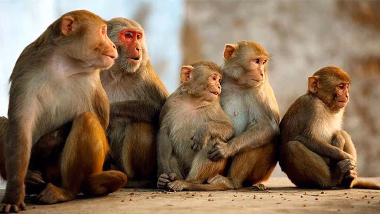 Bareilly: चार सौ बंदर पकड़ने का दावा, फिर भी लोगों को राहत नहीं
