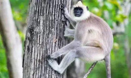तिरुवनंतपुरम Zoo से कूदने वाला तीसरा हनुमान बंदर वापस आया तिरुवनंतपुरम Zoo से कूदने वाला तीसरा हनुमान बंदर वापस आया