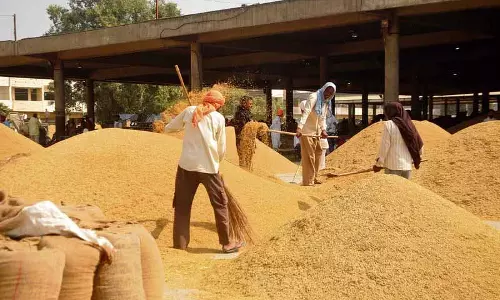 Amritsar: जिले की मंडियों में 4,000 मीट्रिक टन फसल पहुंची