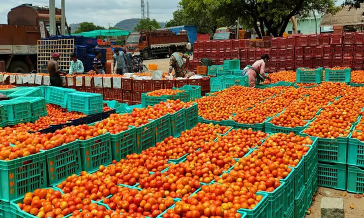 Andhra: टमाटर की कीमतें 90 रुपये प्रति किलो तक पहुंचीं