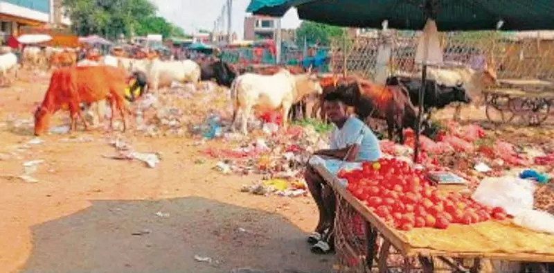 Haryana : नरवाना सब्जी मंडी में खराब स्वच्छता