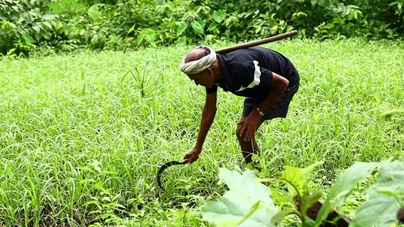 गुजरात: India में प्राकृतिक खेती का मॉडल