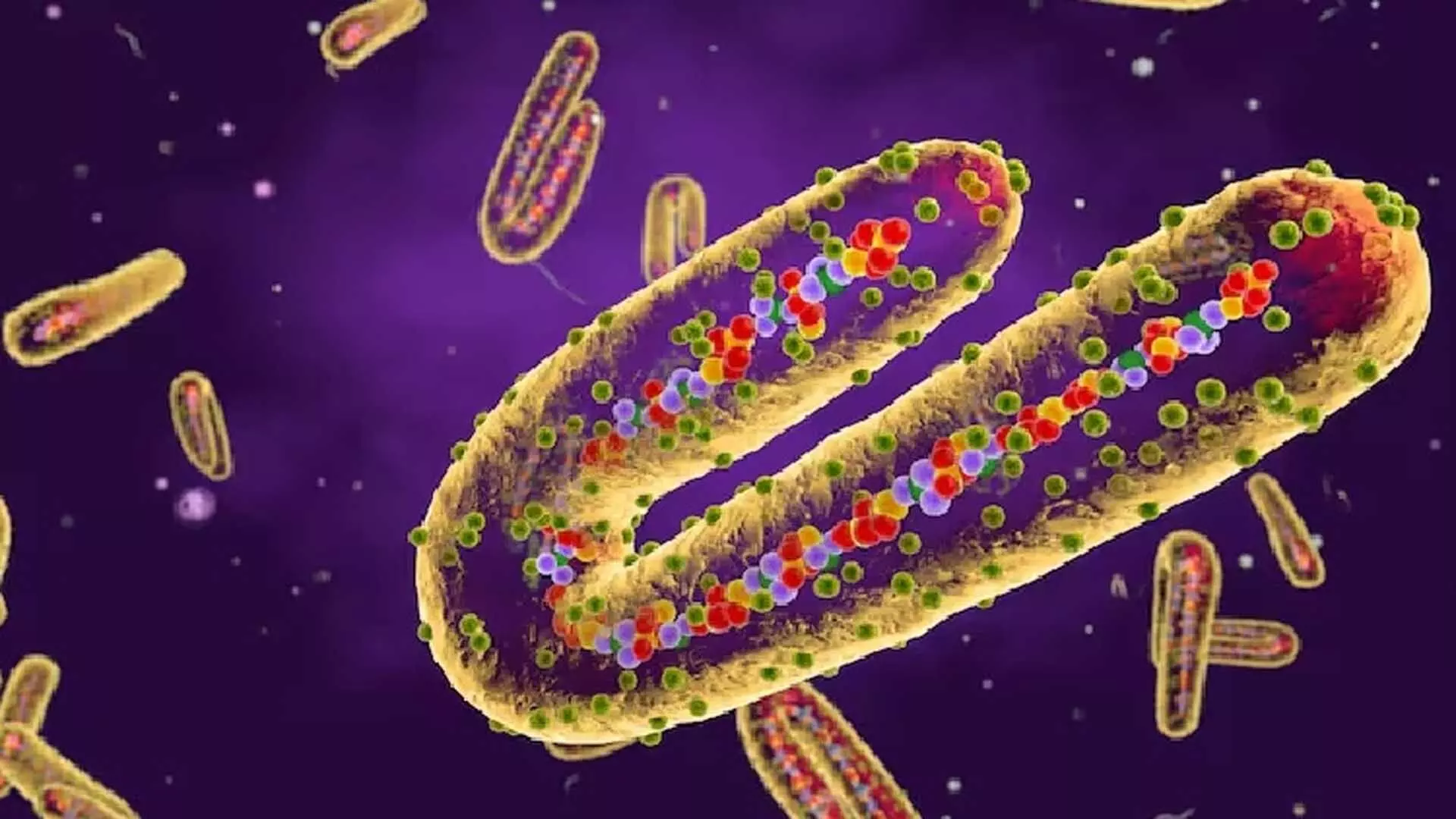 Marburg virus का प्रकोप: घातक वायरस से लड़ने के लिए वैक्सीन का परीक्षण शुरू