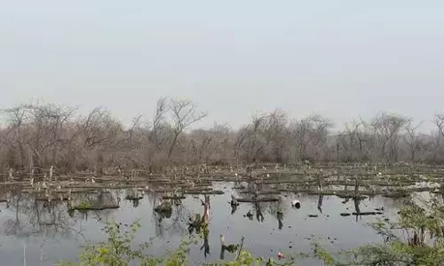 Noida:नोएडा ने सूरजपुर वेटलैंड को प्रदूषित पानी से बचाने के लिए योजना तैयार की