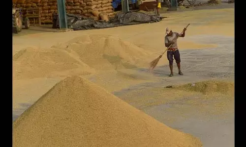 Punjab: कटाई में अभी तेजी नहीं, तीसरे दिन मंडियों में 39 हजार टन धान की आवक