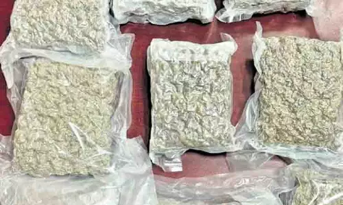 Kerala : सिंथेटिक ड्रग्स के बाद, हाइड्रो गांजा केरल में आ रहा Kerala : सिंथेटिक ड्रग्स के बाद, हाइड्रो गांजा केरल में आ रहा