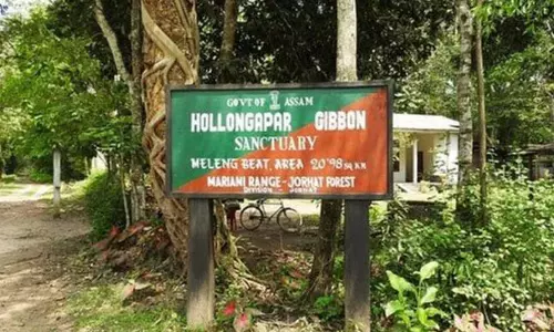 Hollongapar गिब्बन अभयारण्य के पास उत्खनन का नागरिकों ने किया विरोध Hollongapar गिब्बन अभयारण्य के पास उत्खनन का नागरिकों ने किया विरोध