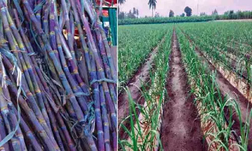 Charathaval की राजनीति में गन्ना समिति चुनाव ने लिख दी नई इबारत Charathaval की राजनीति में गन्ना समिति चुनाव ने लिख दी नई इबारत