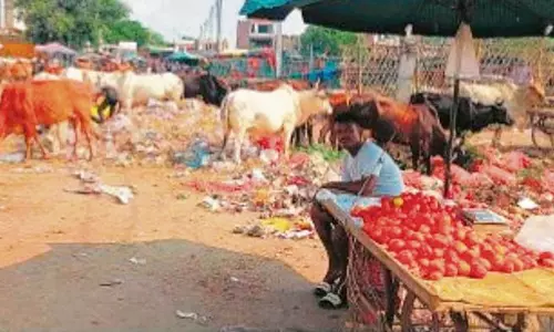 Haryana : नरवाना सब्जी मंडी में खराब स्वच्छता Haryana : नरवाना सब्जी मंडी में खराब स्वच्छता
