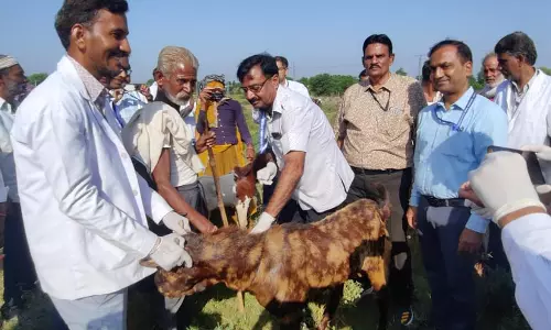 Jaipur: विश्व पशु कल्याण दिवस पर भेड़ बकरियों के लिए पीपीआर रोग उन्मूलन टीकाकरण