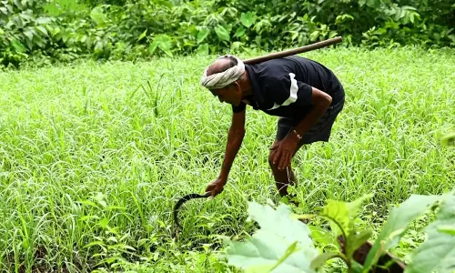 गुजरात: India में प्राकृतिक खेती का मॉडल