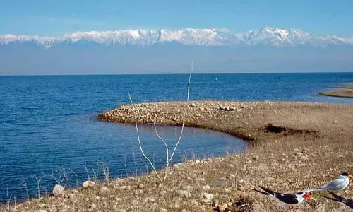 Himachal: उत्पादकता बढ़ाने के लिए पोंग जलाशय में 65 लाख मछली बीज डाले जाएंगे