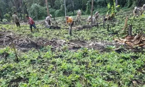 Manipur: पुलिस स्टेशन के कर्मियों ने अफीम की खेती को नष्ट कर दिया