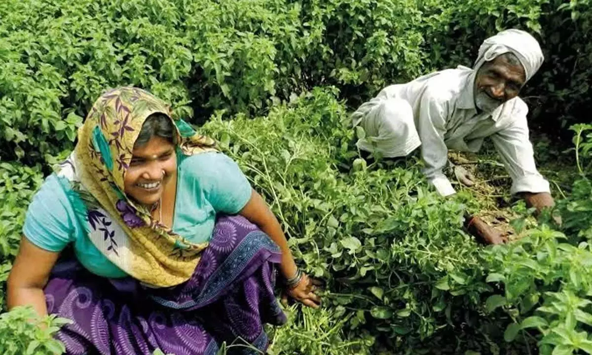 Andhra: खेती की लागत कम करने के लिए प्राकृतिक खेती अपनाएं