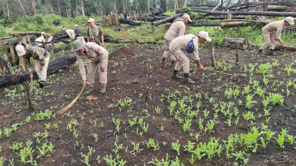 Manipur पुलिस ने तामेंगलोंग में 10 एकड़ से अधिक संदिग्ध अफीम नर्सरी के पौधों को नष्ट