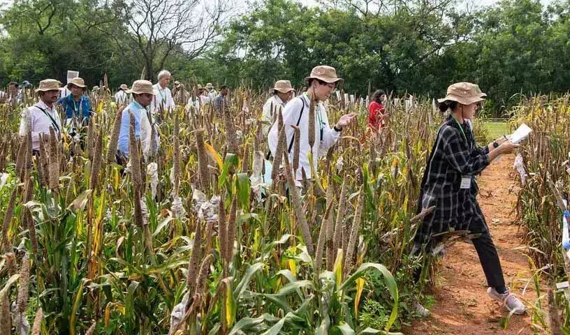 ICRISAT ने हैदराबाद में बाजरा वैज्ञानिकों के लिए फील्ड डे का आयोजन किया